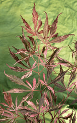 Livraison plante Erable du japon 'Extravaganza'® - ↨40cm - Ø19cm - plante d'extérieur