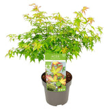 Livraison plante Erable du japon 'Little Princess' - ↨30cm - Ø19cm - plante d'extérieur