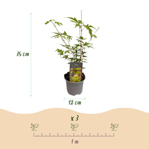Livraison plante Érable du Japon Sangokaku – Pot 12 cm – Hauteur 35 cm