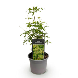 Livraison plante Érable du Japon Seiryu – Pot 12 cm – Hauteur 35 cm