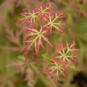 Livraison plante Érable du Japon Seiryu – Pot 12 cm – Hauteur 35 cm