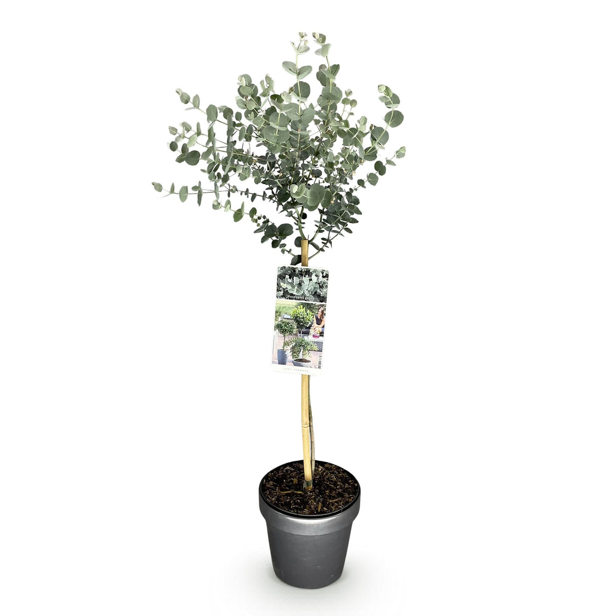 Livraison plante Eucalyptus gunnii Azura – Pot 19 cm – Hauteur 90 cm