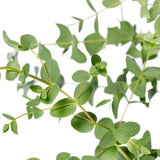 Livraison plante Eucalyptus parvifolia - ↨30cm - Ø17cm - plante d'extérieur