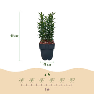 Livraison plante Euonymus japonica Green Spire – Lot de 6 – Hauteur 40 cm
