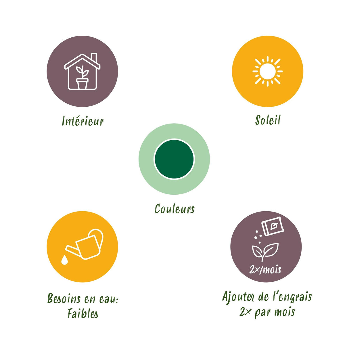 Livraison plante Euphorbe Eritrea d17cm H60cm