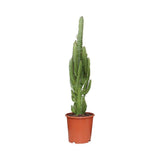 Livraison plante Euphorbe Trigona h70.0cm