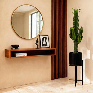 Livraison plante Euphorbia eritrea