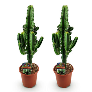 Livraison plante Euphorbia eritrea – Lot de 2 – Pot 17 cm – Hauteur 60 cm