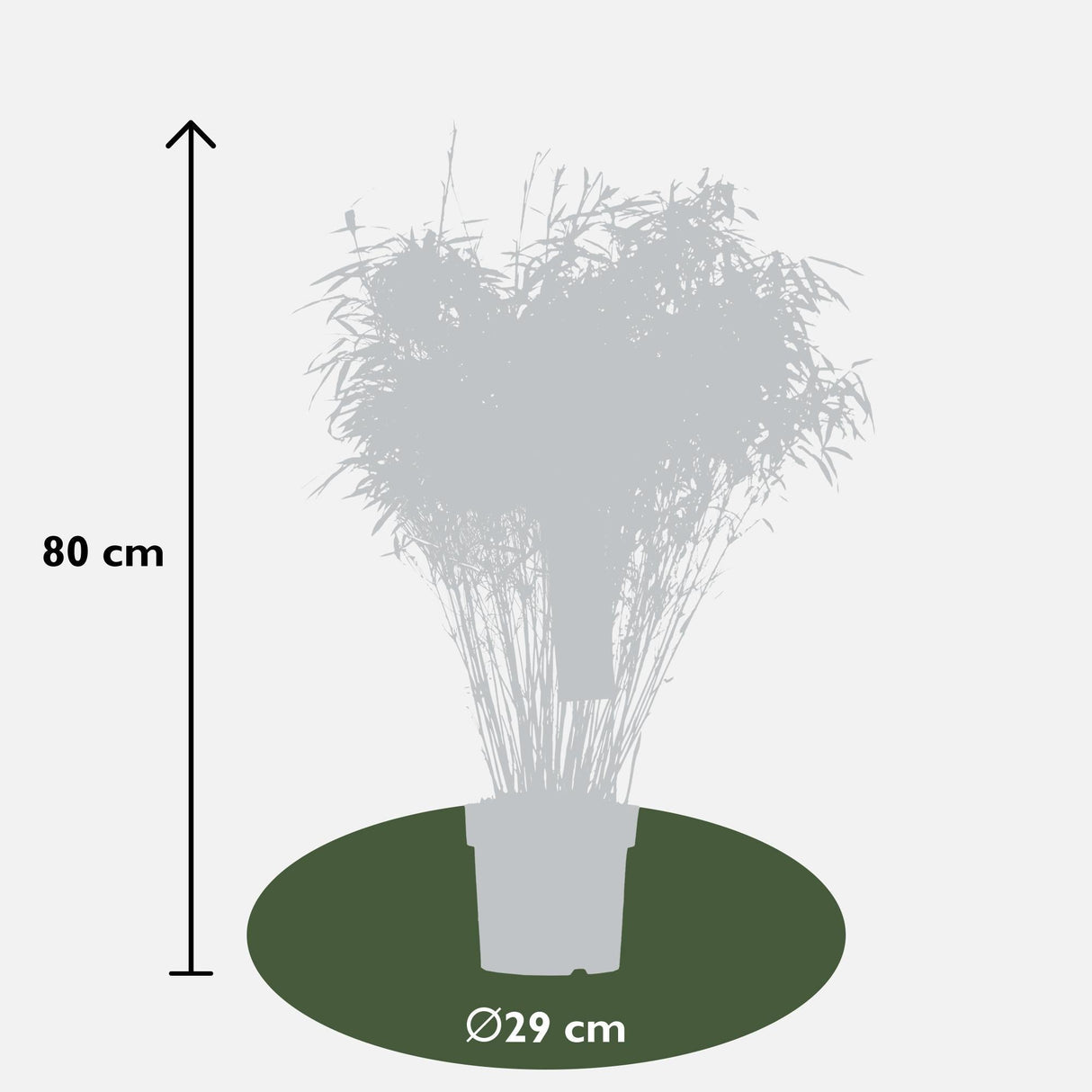 Livraison plante Fargesia rufa - ↨80cm - Ø29 - plante de haie