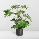 Livraison plante Fatsia japonica vert h85cm