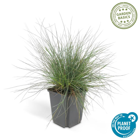 Livraison plante Festuca glauca Elijah Bleu