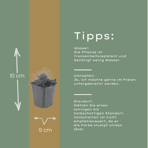 Livraison plante Fetuque de gautier