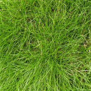 Livraison plante Fetuque de gautier