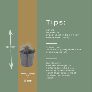 Livraison plante Fetuque de gautier