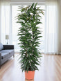 Livraison plante Ficus Alii King - 150 cm - ø29