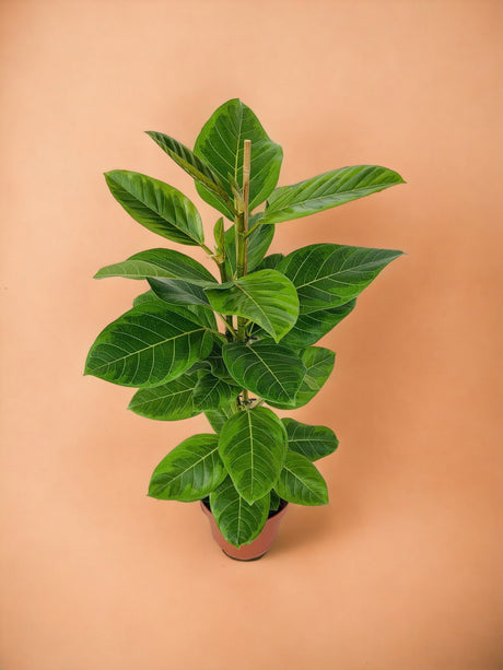 Livraison plante Ficus Altissima