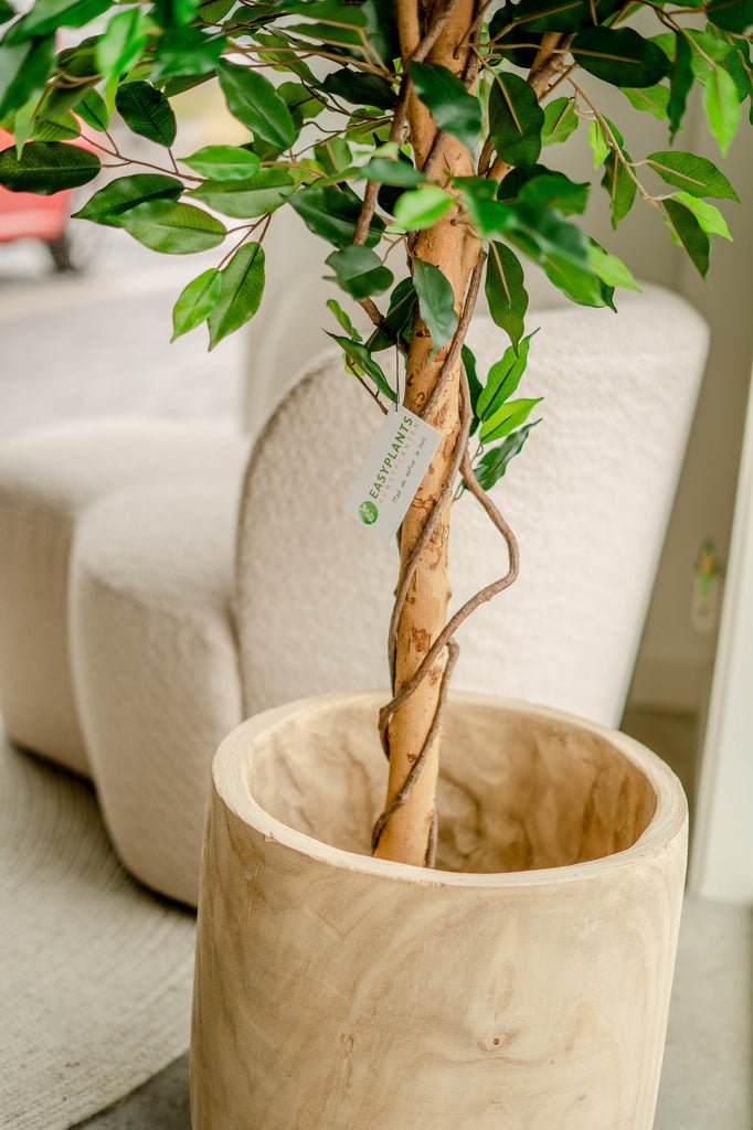 Livraison plante Ficus benjamina - Arbre artificiel