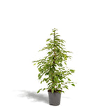 Livraison plante Ficus benjamina Golden King h95cm