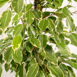 Livraison plante Ficus benjamina Golden King h95cm