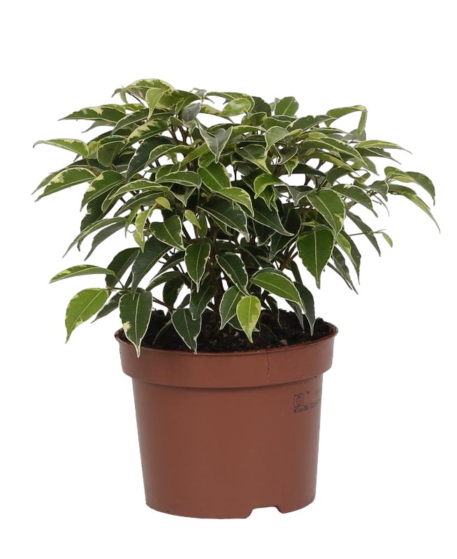 Livraison plante Ficus Benjamina 'Kinky'