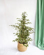 Livraison plante Ficus benjamina Twilight h95cm