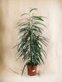 Livraison plante Ficus Binnendijkii 'Alii' h50cm
