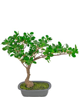 Livraison plante Ficus - bonsai artificiel