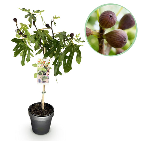 Livraison plante Ficus carica Little Miss Figgy – Pot 19 cm – Hauteur 90 cm