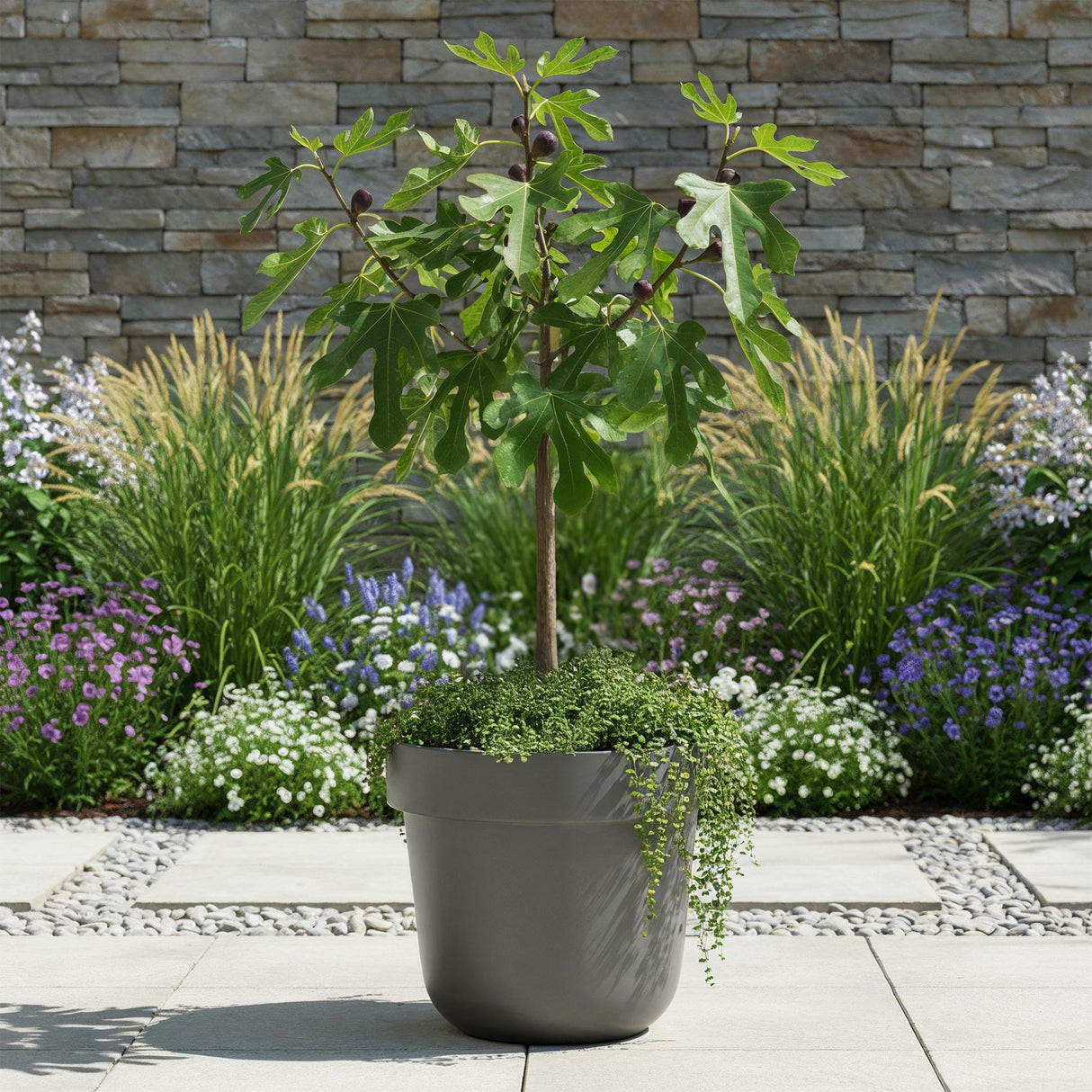 Livraison plante Ficus carica Little Miss Figgy – Pot 19 cm – Hauteur 90 cm