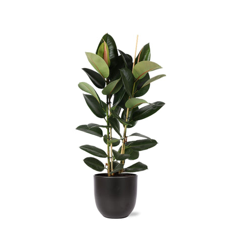 Livraison plante Ficus Elastica Robusta et son pot