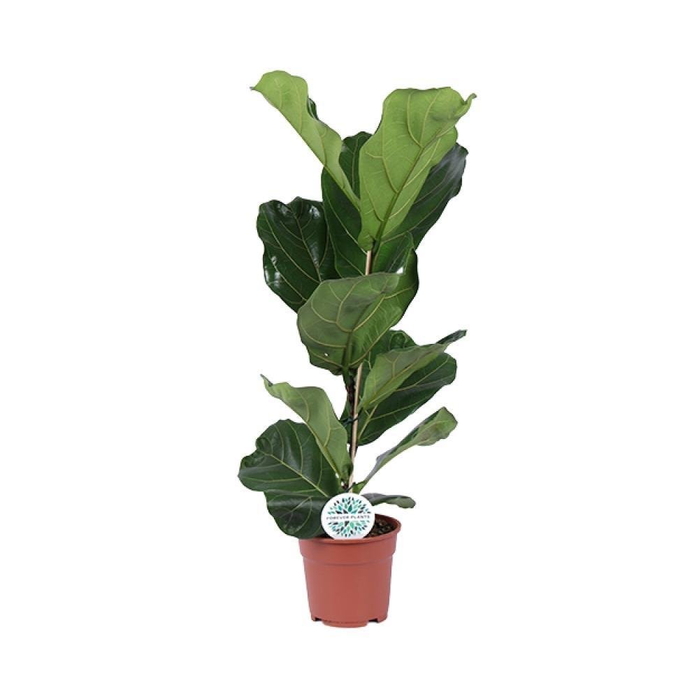 Livraison plante Ficus Lyrata