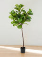 Livraison plante Ficus Lyrata - Arbre artificiel