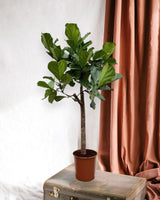 Livraison plante Ficus Lyrata boom - 160 cm - ø30