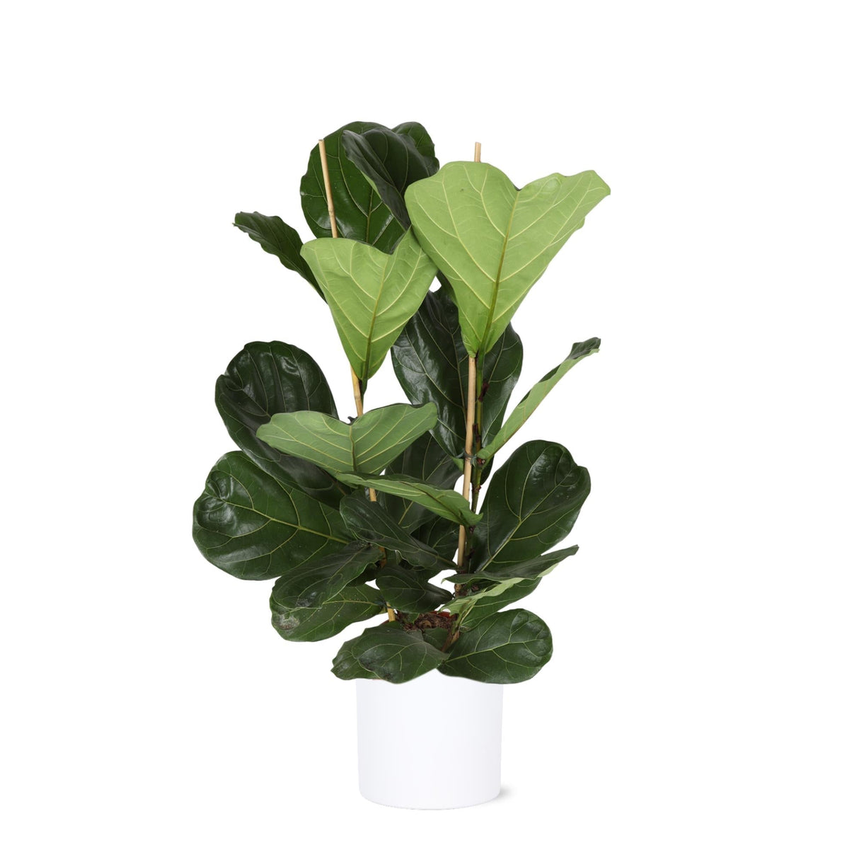 Livraison plante Ficus Lyrata et son pot