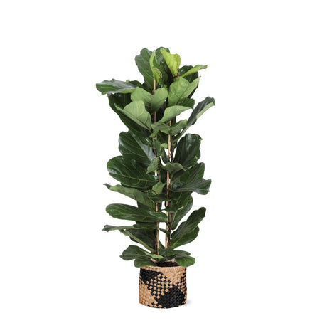 Livraison plante Ficus Lyrata et son pot