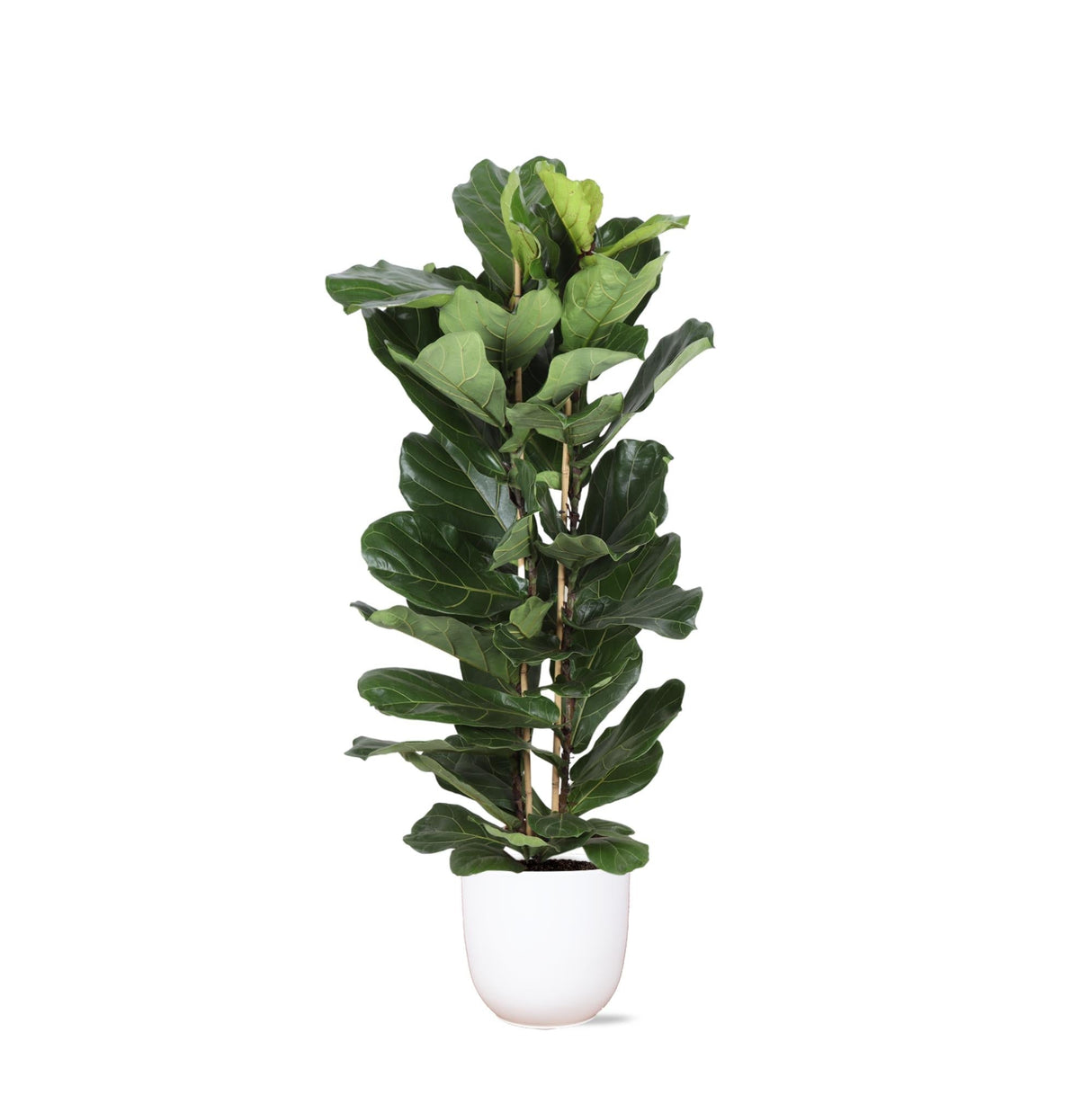 Livraison plante Ficus Lyrata et son pot