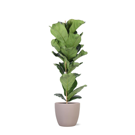 Livraison plante Ficus Lyrata et son pot