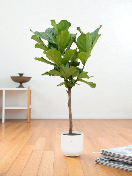 Livraison plante Ficus Lyrata et son pot