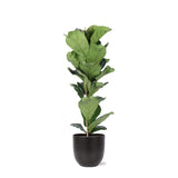 Livraison plante Ficus Lyrata et son pot