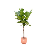 Livraison plante Ficus Lyrata et son pot