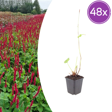 Livraison plante Fleur en épis rouge