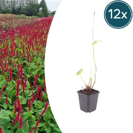 Livraison plante Fleur en épis rouge