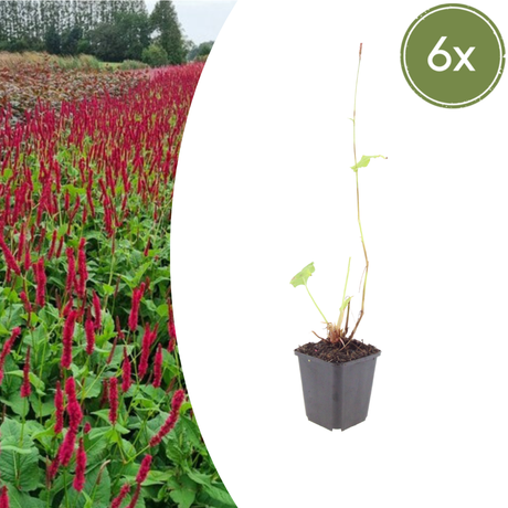 Livraison plante Fleur en épis rouge