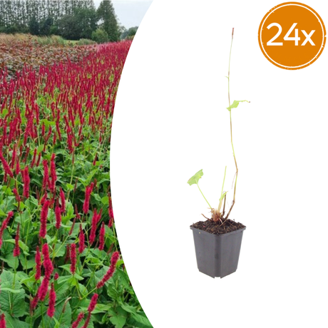 Livraison plante Fleur en épis rouge
