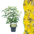 Livraison plante Forsythia intermedia Goldrausch – Pot 17 cm – Hauteur 45 cm