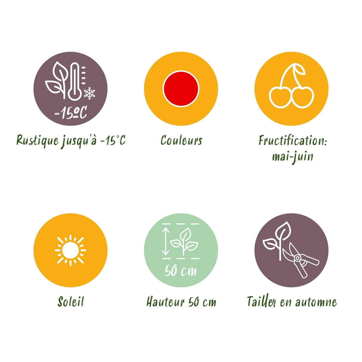 Livraison plante Fraisier Fragaria Elvira – Lot de 3 – Pot 9 cm