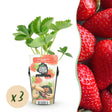 Livraison plante Fraisier Fragaria Elvira x3