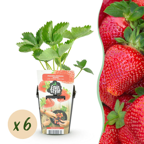 Livraison plante Fraisier Fragaria Maxim x3