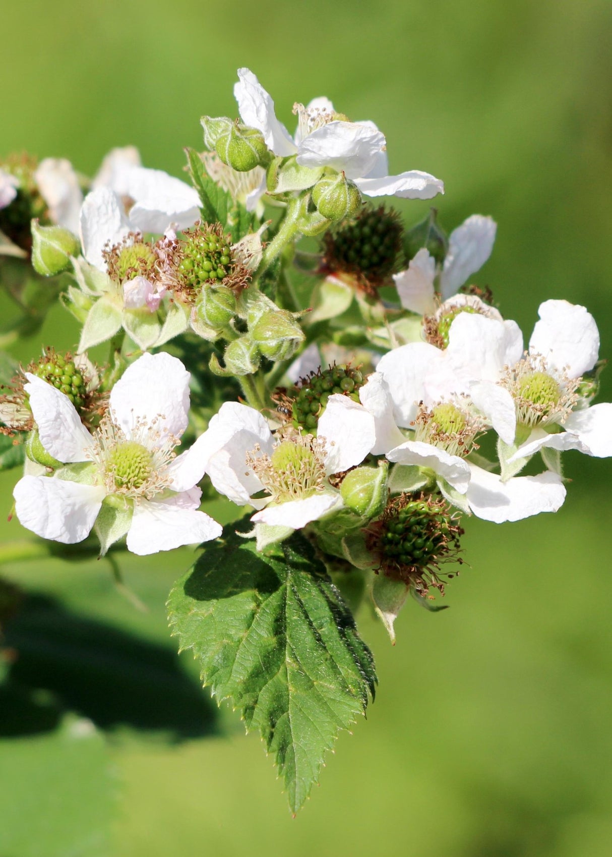 Livraison plante Framboisier