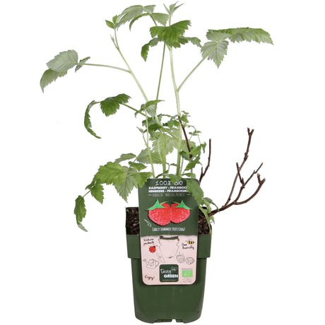 Livraison plante Framboisier - arbuste fruitier